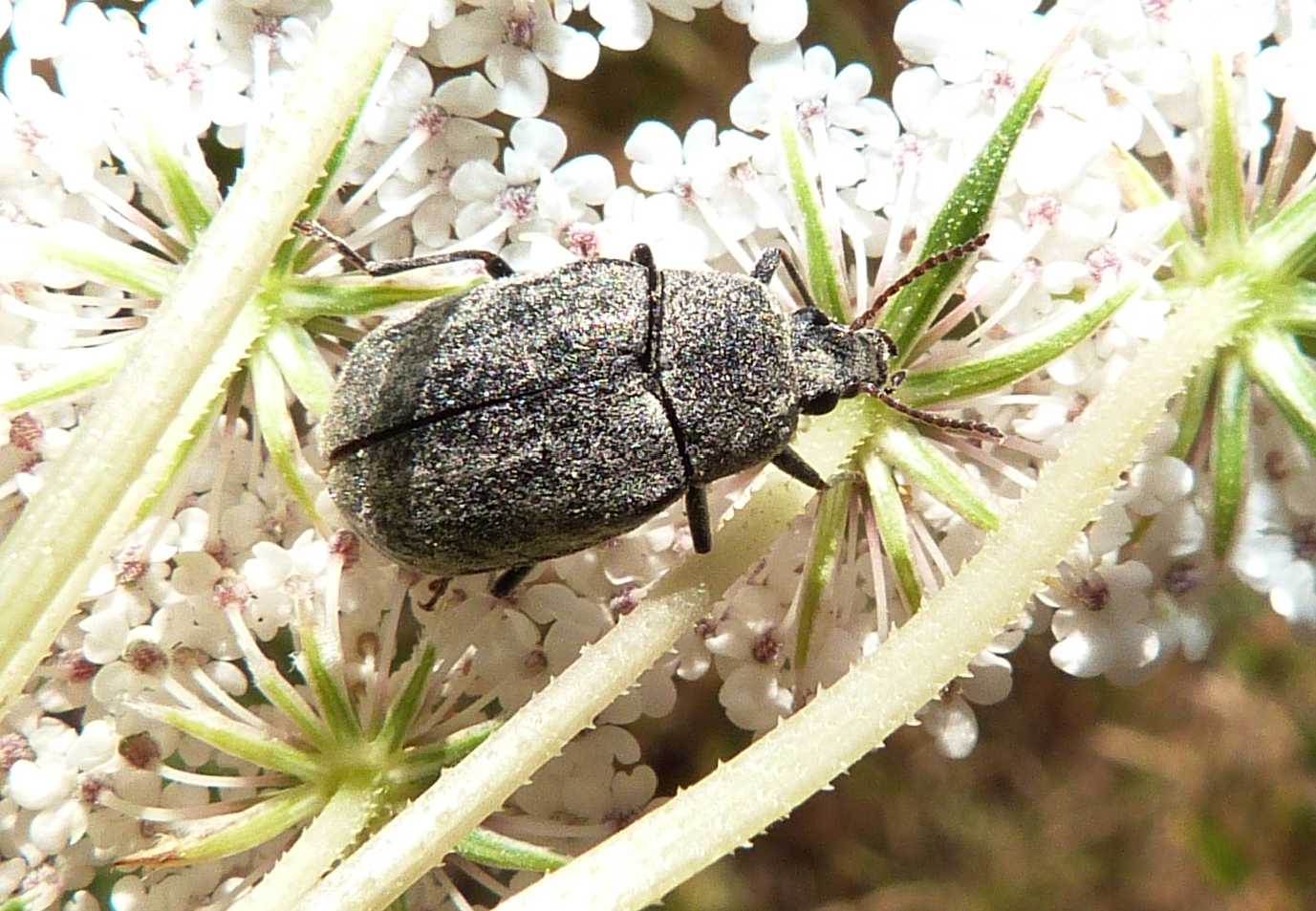 Mycterus umbellatarum (Coleoptera, Mycteridae)